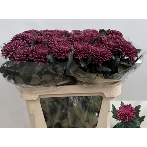 Chr G Bigoudi Purple