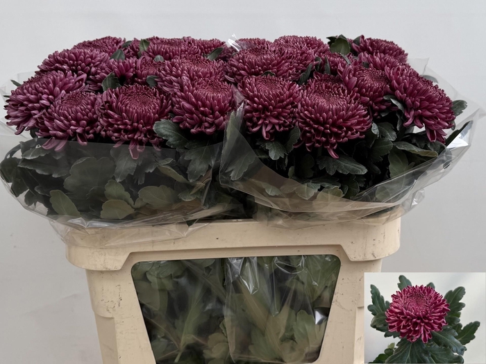 <h4>Chr G Bigoudi Purple</h4>