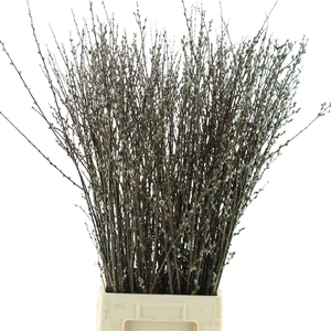 Salix Wilgenkatjes N L