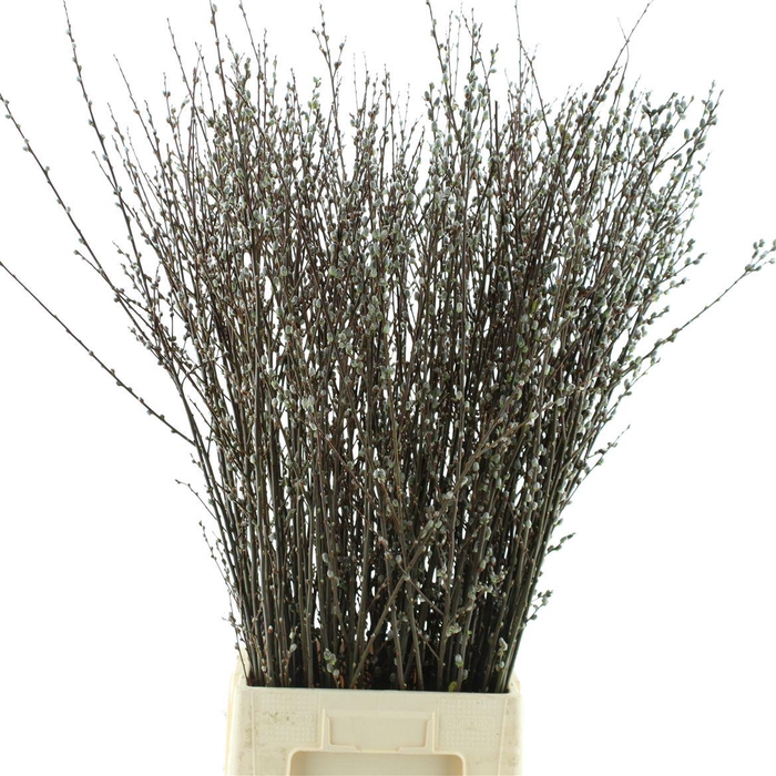 <h4>Salix Wilgenkatjes N L</h4>