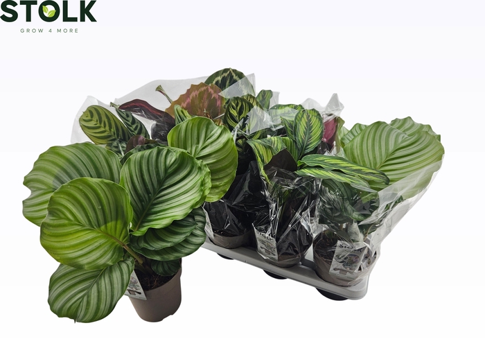 <h4>CALAT GEM 6 SRT</h4>