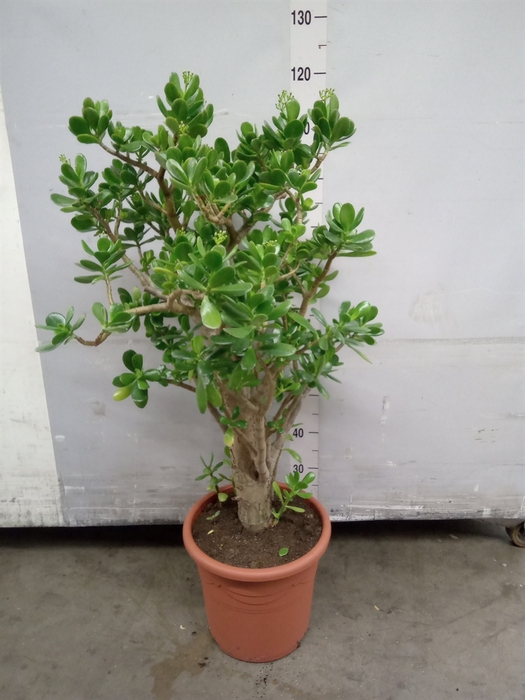 <h4>Crassula ovata</h4>