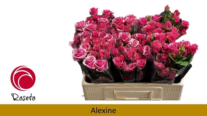 <h4>R Tr Alexine</h4>