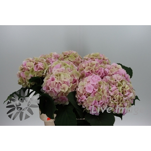 Hydrangea verena classic champagne