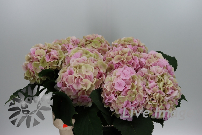 <h4>Hydrangea verena classic champagne</h4>