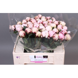 Paeonia Reine Hortense