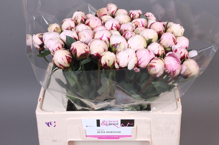 <h4>Paeonia Reine Hortense</h4>