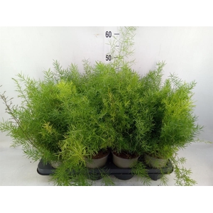 Asparagus dens. 'Sprengeri'