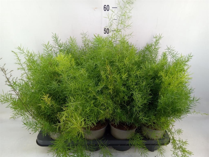 <h4>Asparagus dens. 'Sprengeri'</h4>