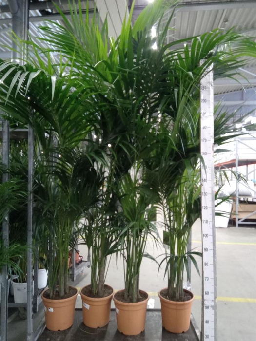 <h4>Howea forsteriana</h4>