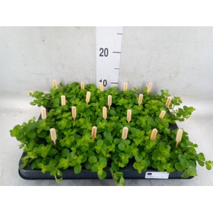 Peperomia rotundifolia