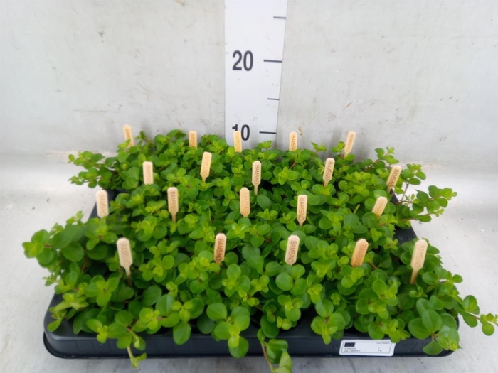 <h4>Peperomia rotundifolia</h4>