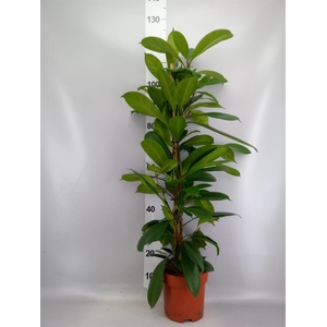 Ficus cyathistipula