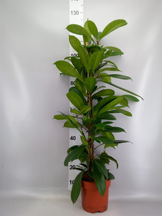 <h4>Ficus cyathistipula</h4>