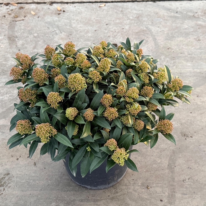<h4>Skimmia japonica Godrie's Dwarf Marlot P.31</h4>