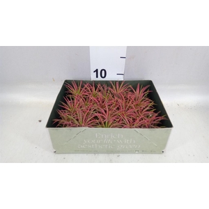 Tillandsia