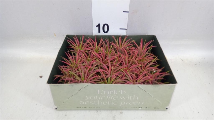 <h4>Tillandsia</h4>