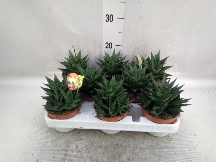 <h4>Haworthia limifolia</h4>