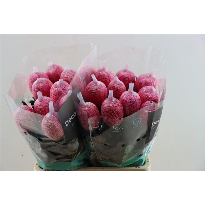 <h4>Chr G Kbh Antonov Red</h4>