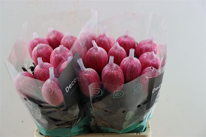 Chr G Kbh Antonov Red