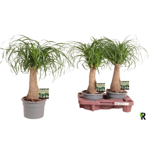 BEAUCARNEA RECUR