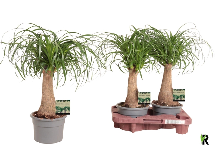 <h4>BEAUCARNEA RECUR</h4>
