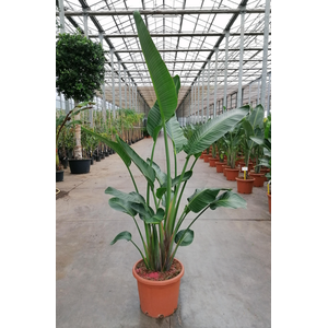 Strelitzia reginae
