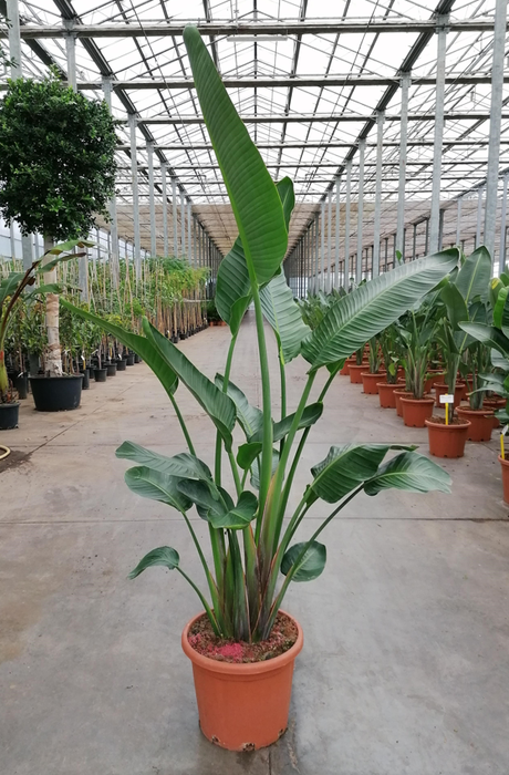 <h4>Strelitzia reginae</h4>