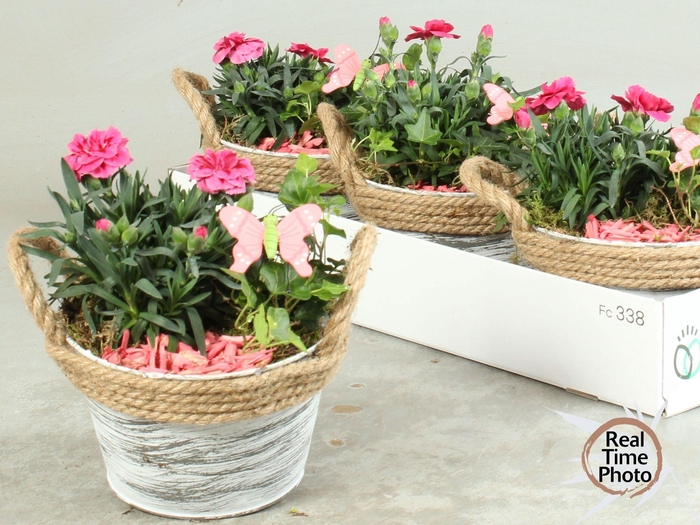 <h4>ARR TUINPLANTEN</h4>