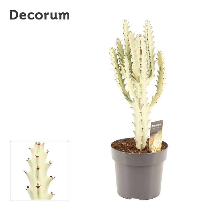 <h4>Euphorbia Lactea 17 cm Ghost (Decorum)</h4>