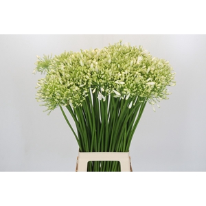 Agapanthus Polar Ice
