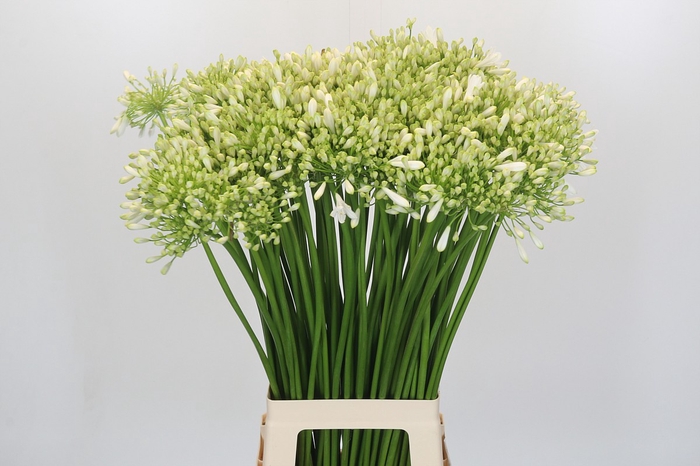 <h4>Agapanthus Polar Ice</h4>
