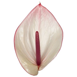 Anth A Facetto 13 cm X6 Oosterzon