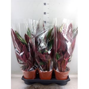 Stromanthe sanguin. 'Triostar'