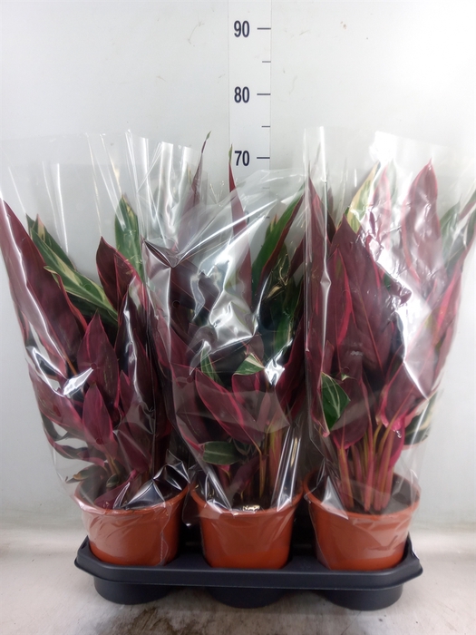 <h4>Stromanthe sanguin. 'Triostar'</h4>