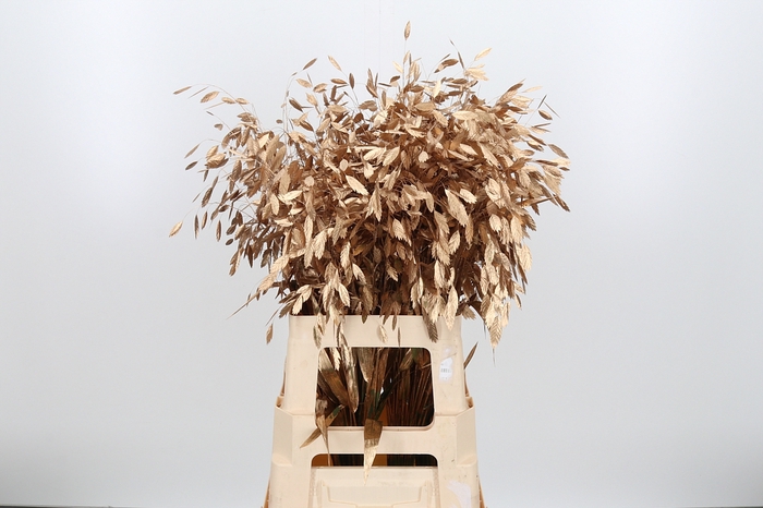 Chasmantium Kl Bh Antiek Goud