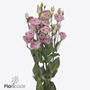 Lisianthus do rosita bright pink