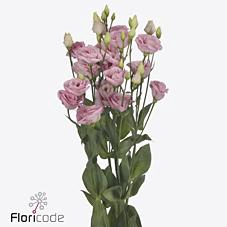 Lisianthus do rosita bright pink