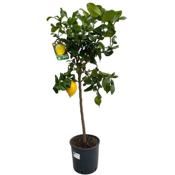 <h4>Citrus Lemon "op stam"</h4>