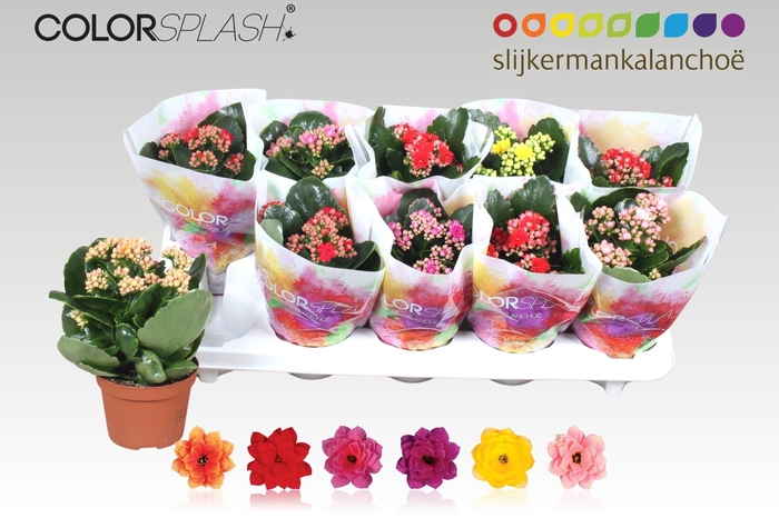 <h4>KAL GE GEM 6 KL</h4>