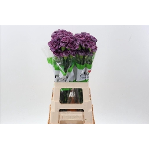 Dianthus st hypnosis