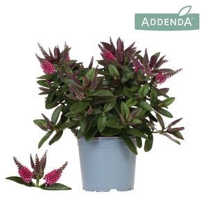 Hebe Addenda Donna Pink