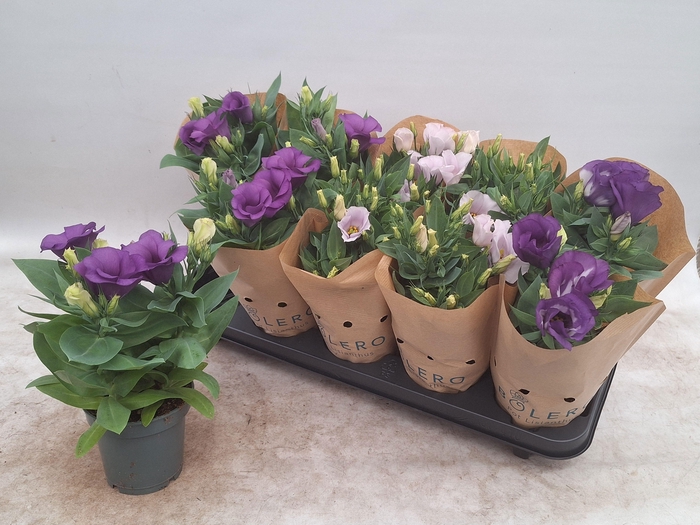 <h4>EUST BOLERO GEM</h4>