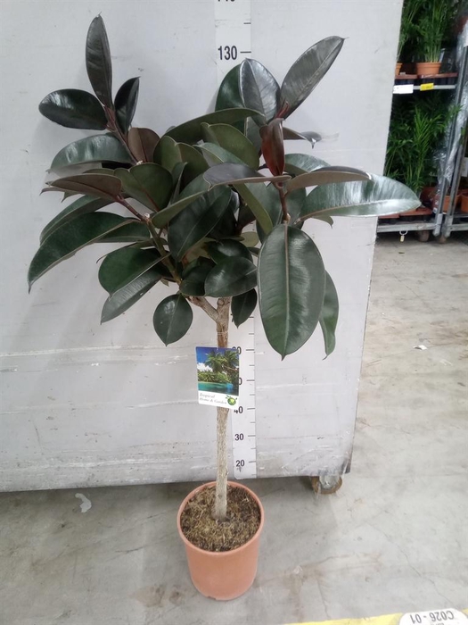<h4>Ficus ...</h4>