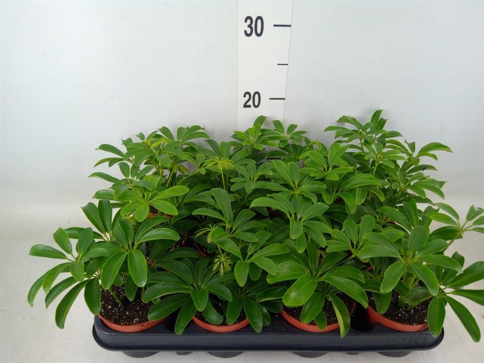 <h4>Schefflera arbor. 'Luseana'</h4>
