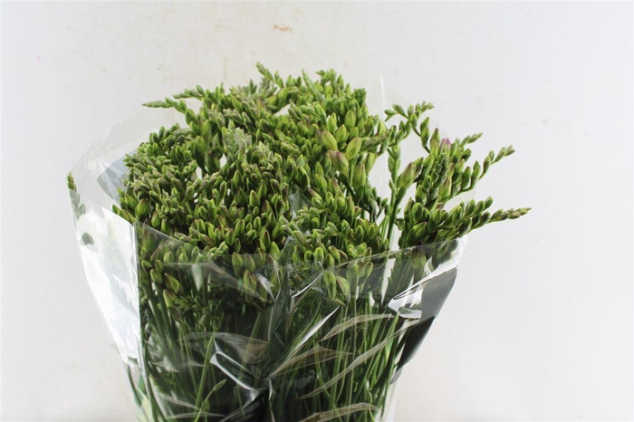 <h4>Fr Du Rosario Pink</h4>