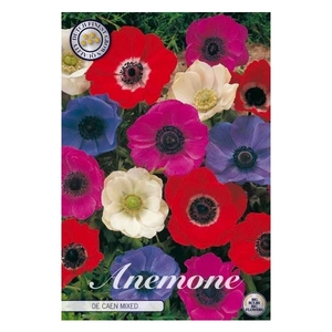 Anemone De Caen Mixed x20 5/6