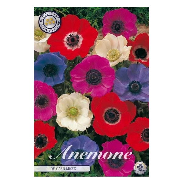 <h4>Anemone De Caen Mixed x20 5/6</h4>
