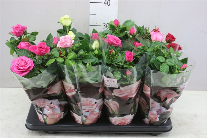 <h4>Rosa Patio Gemengd</h4>