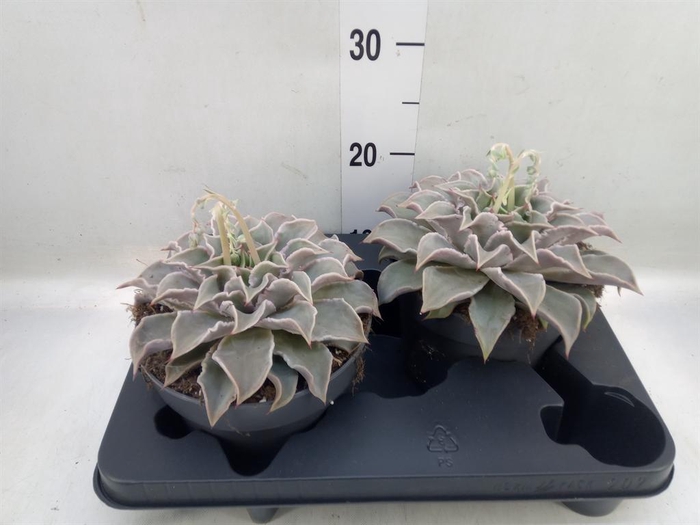 <h4>Echeveria   ...</h4>